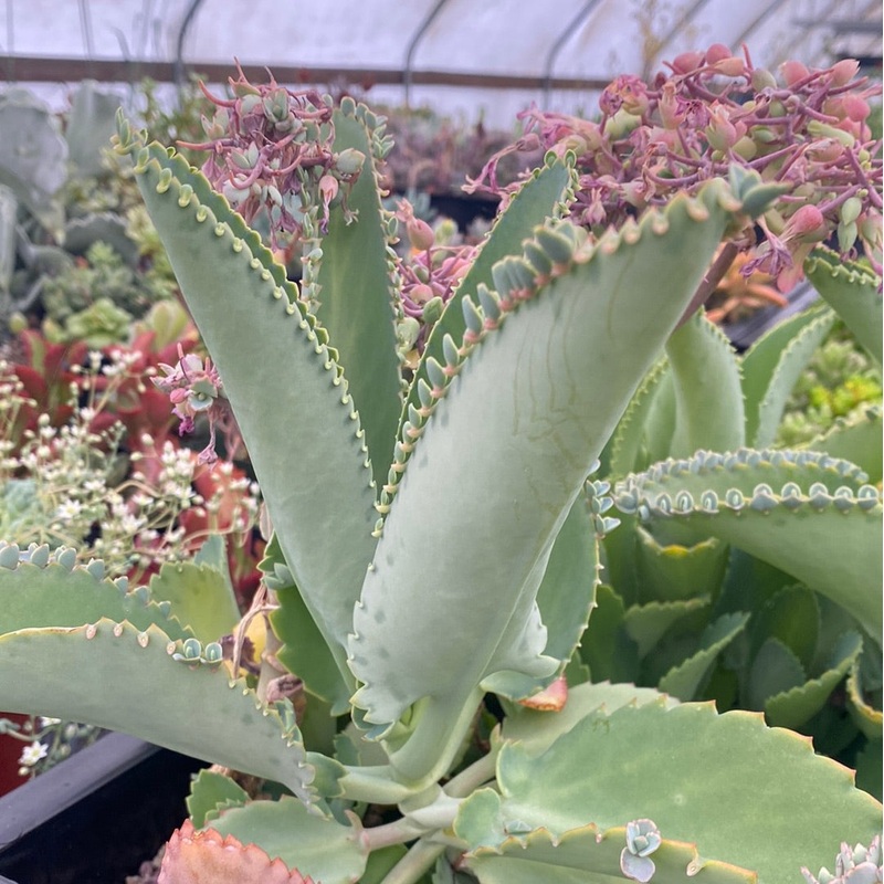 Mother of thousands