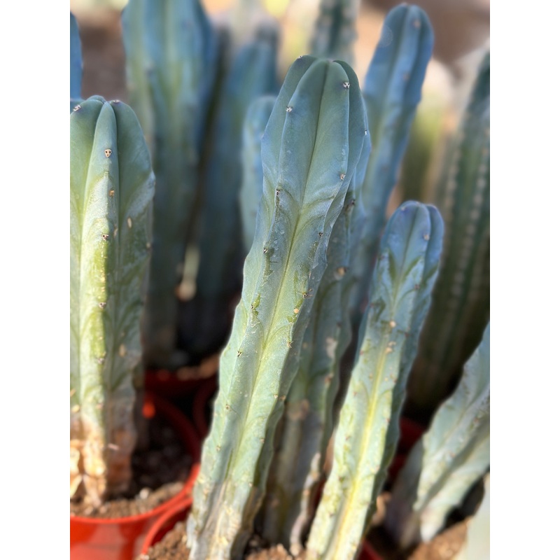 Myrtillocactus Plant
