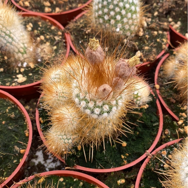 No Id cute little weirdo