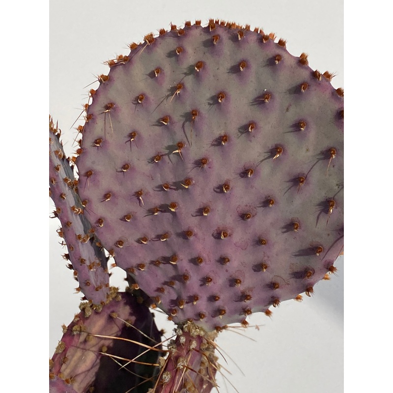 Opuntia Santa Rita paddle