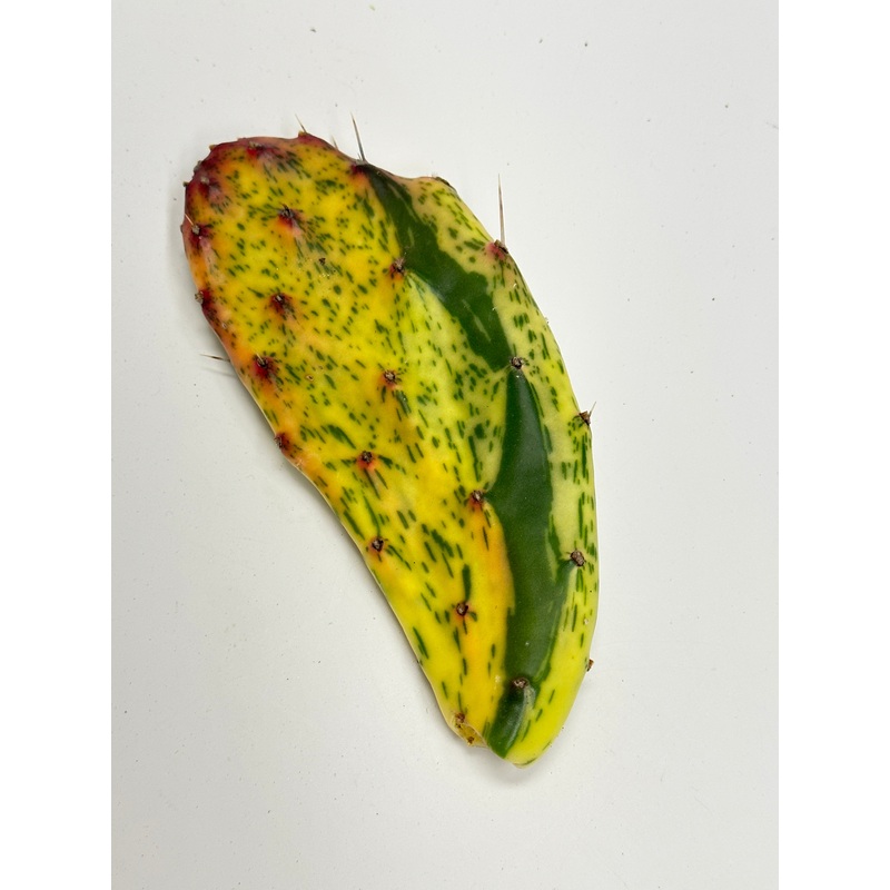 Opuntia sunburst paddle