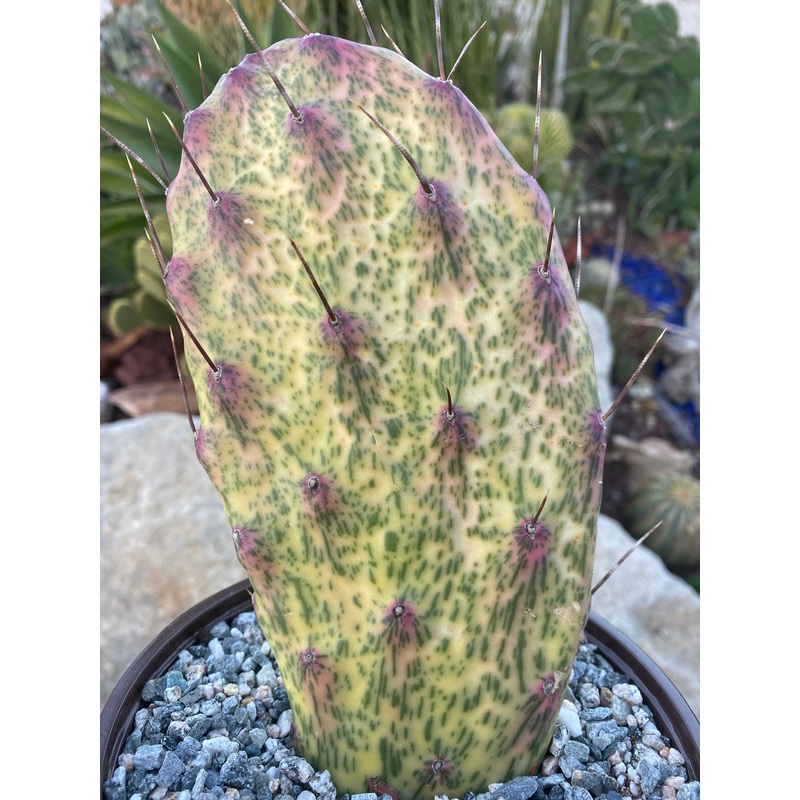 Opuntia Sunburst Variegata|6