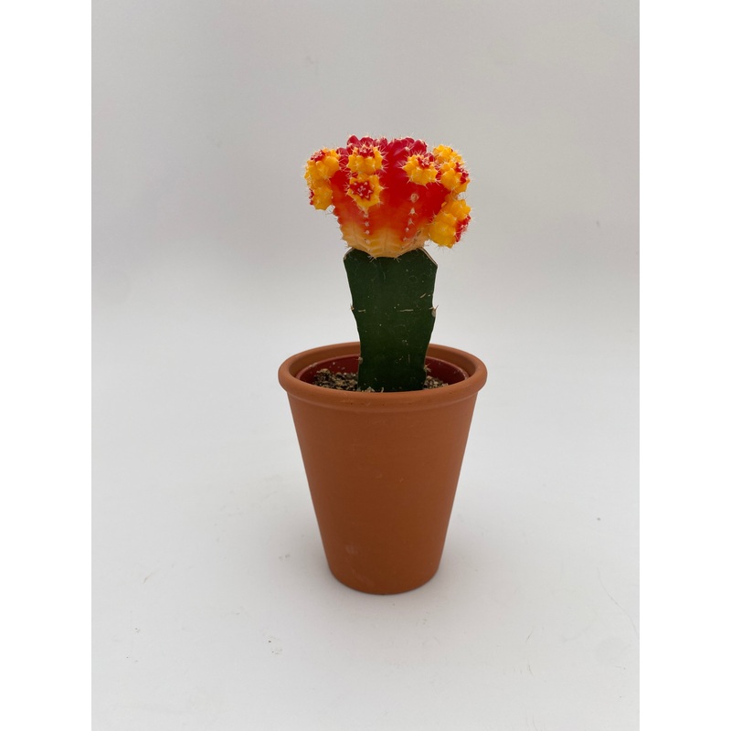 Orange Moon Cactus