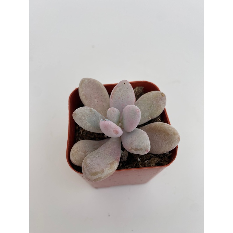 Pachyphytum oviferum – Pink Moonstone