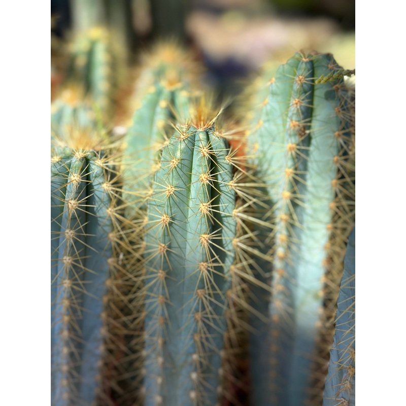 Pilosocereus magnificus