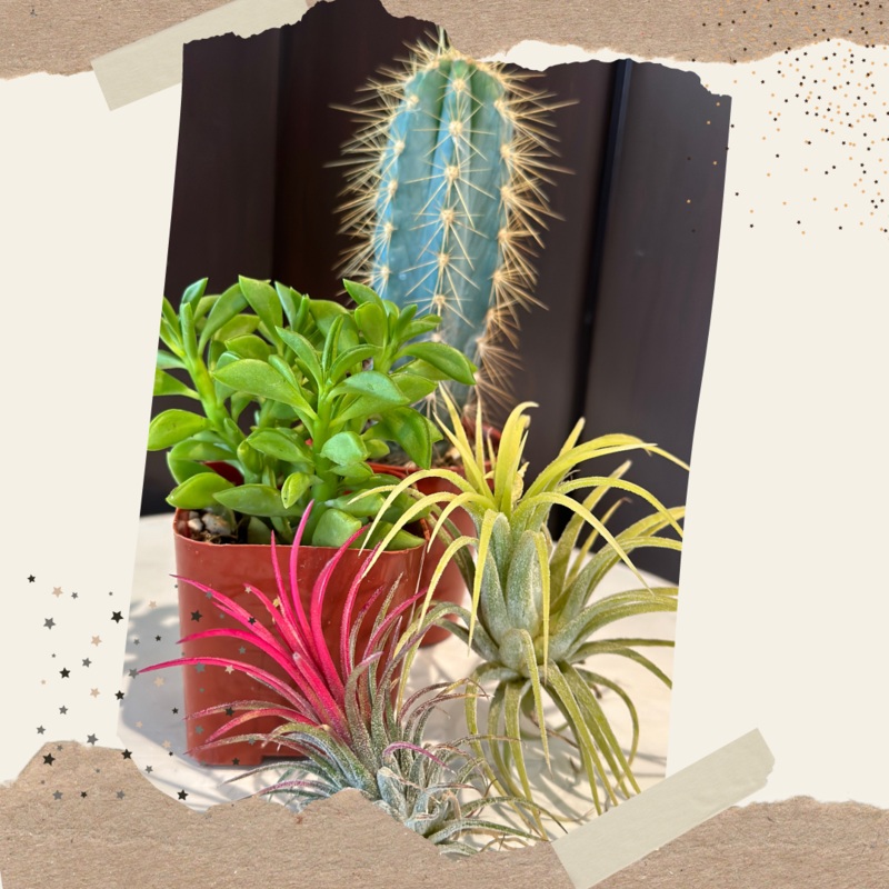 PSP Succulent Subscription Box – One Time Purchase