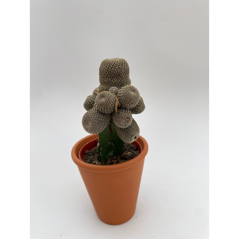 Rebutia Graft