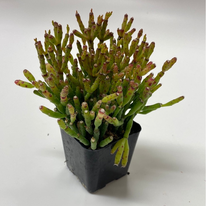 Rhipsalis dancing bones