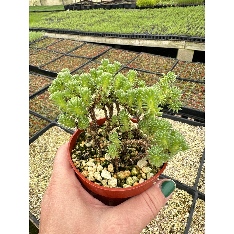 Sedum multiceps