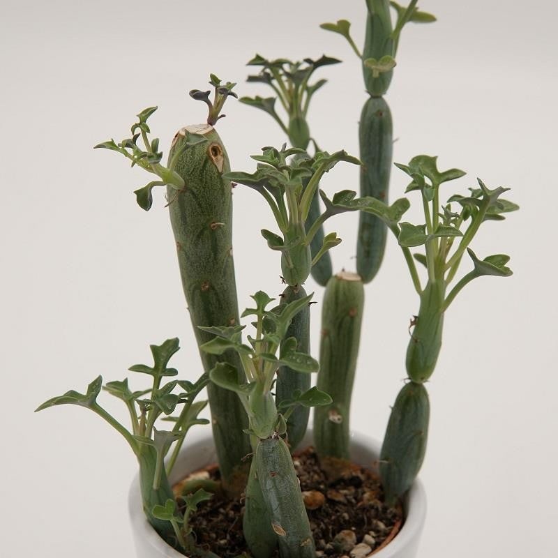 Senecio articulatus – 5.5cm