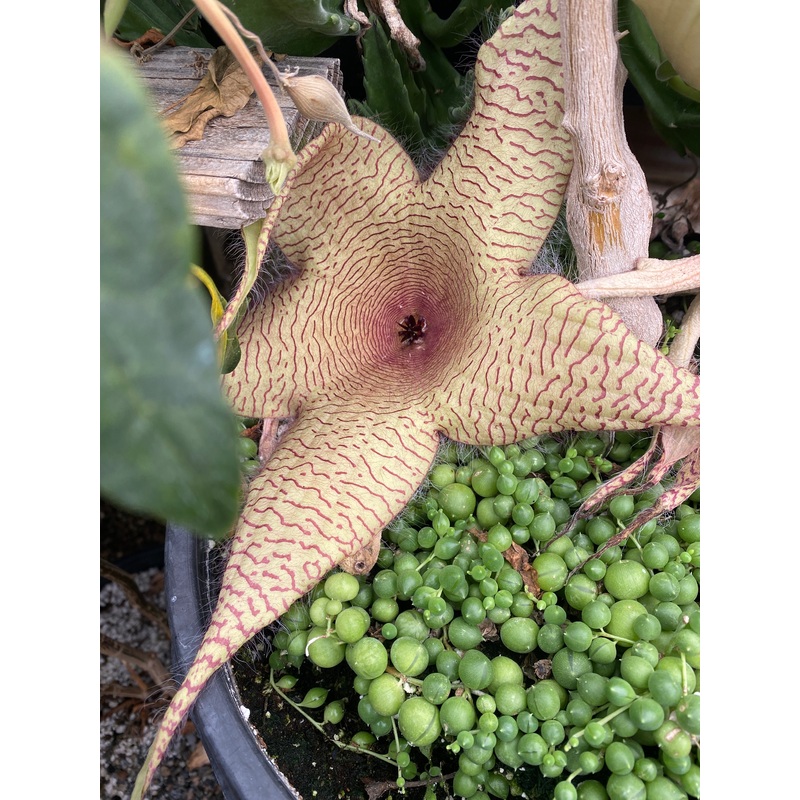 Stapelia grandiflora