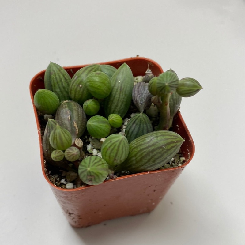String of watermelons