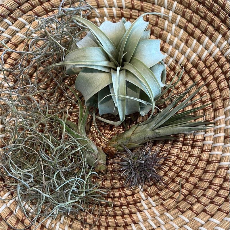 Tillandsia bundle (small)