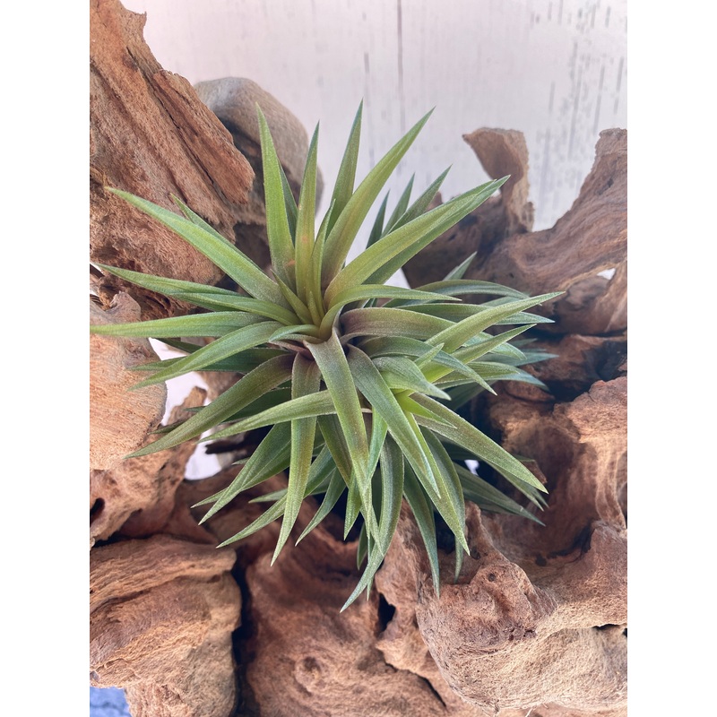 Tillandsia Neglecta