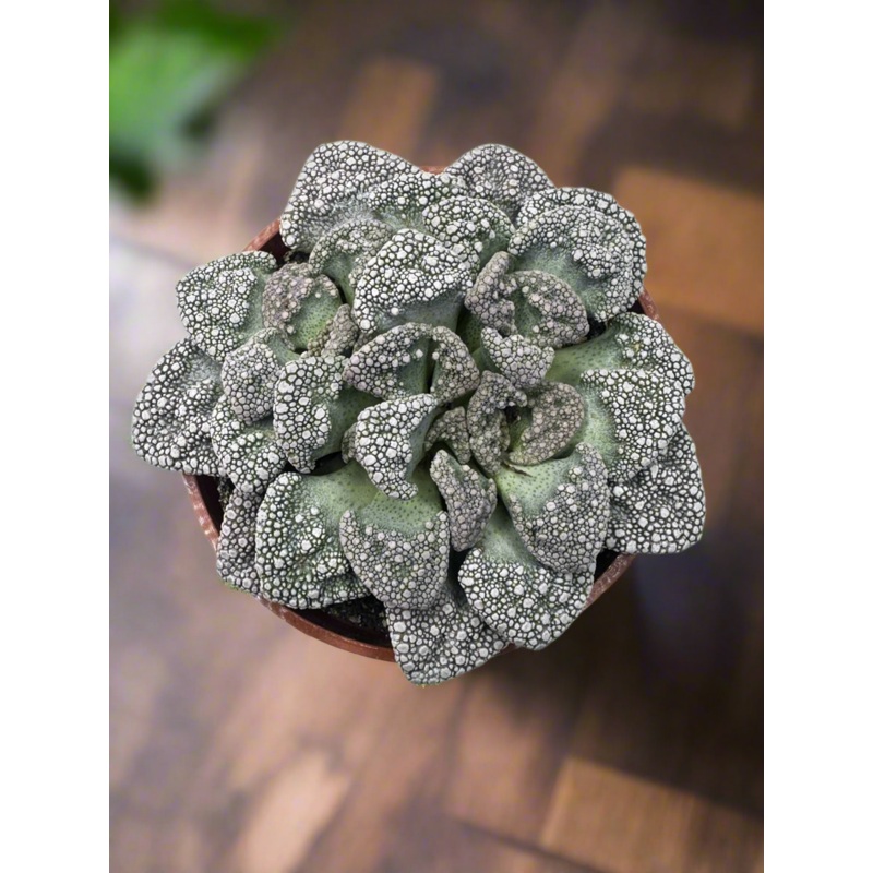 Titanopsis calcareum