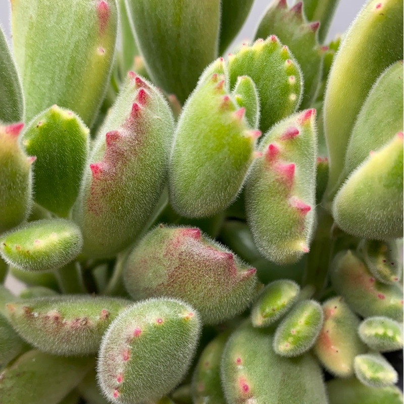Variegated Bear Paws