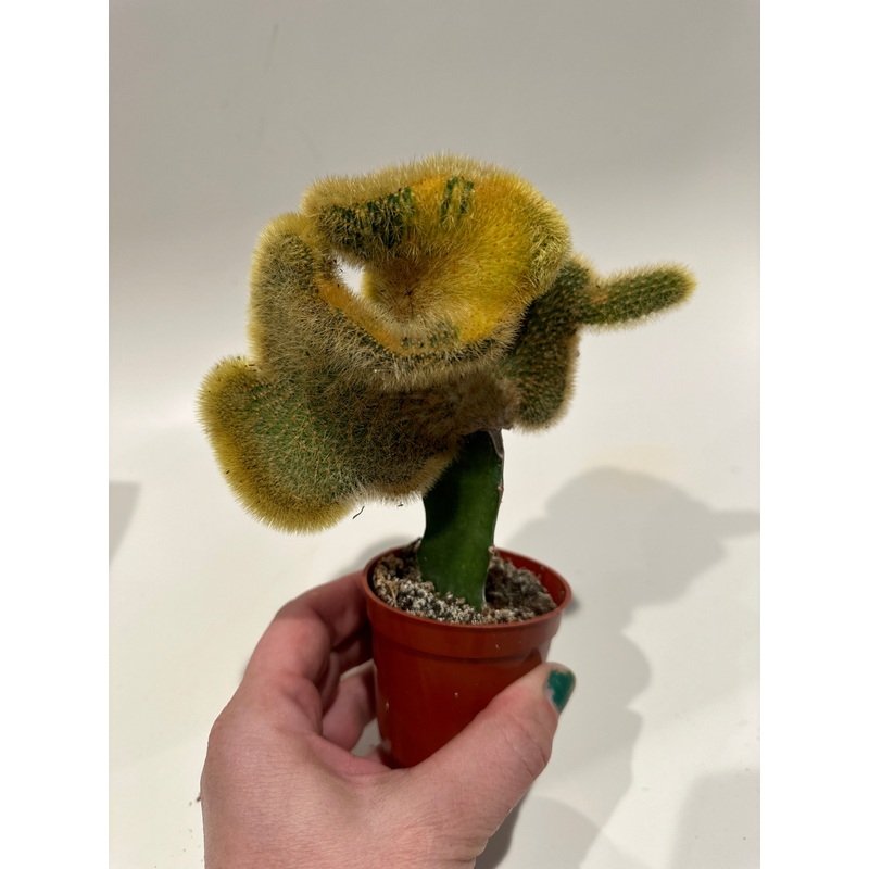 Variegated/crested ray tail graft