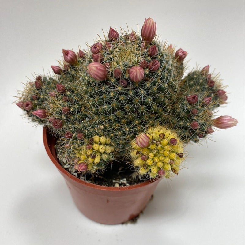 Variegated mammillaria