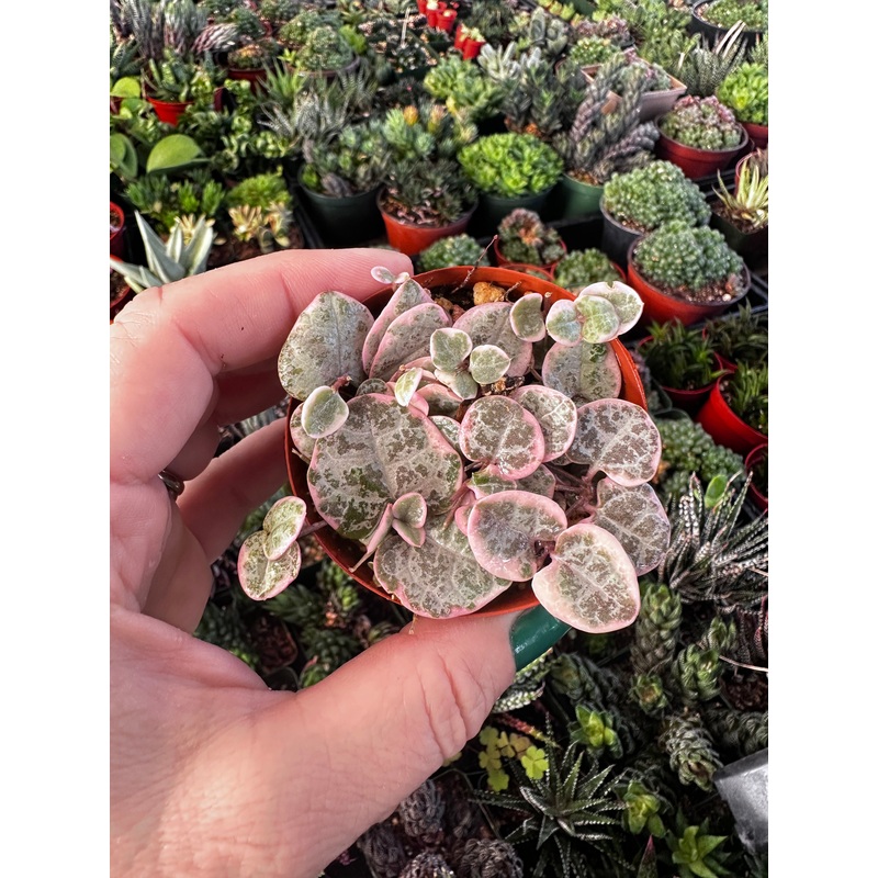 Variegated string of heartso