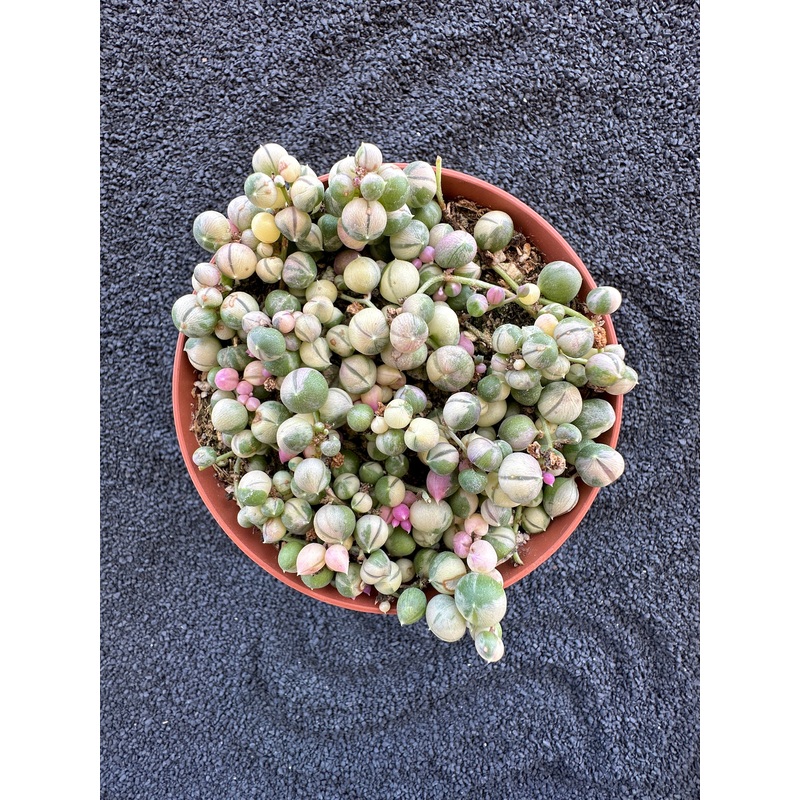 Variegated string of pearls|2|4