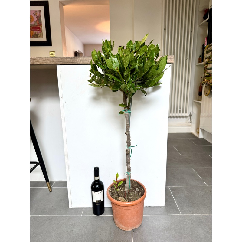 100cm Bay Tree (Laurus Nobilis)