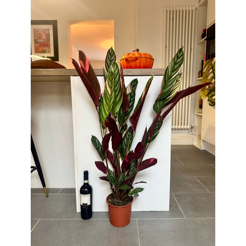 100cm Variegated Ctenanthe Tricolor Prayer Plant