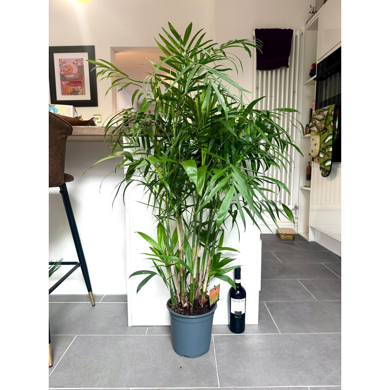 120cm Chamaedorea Seifrizii (Bamboo Palm)