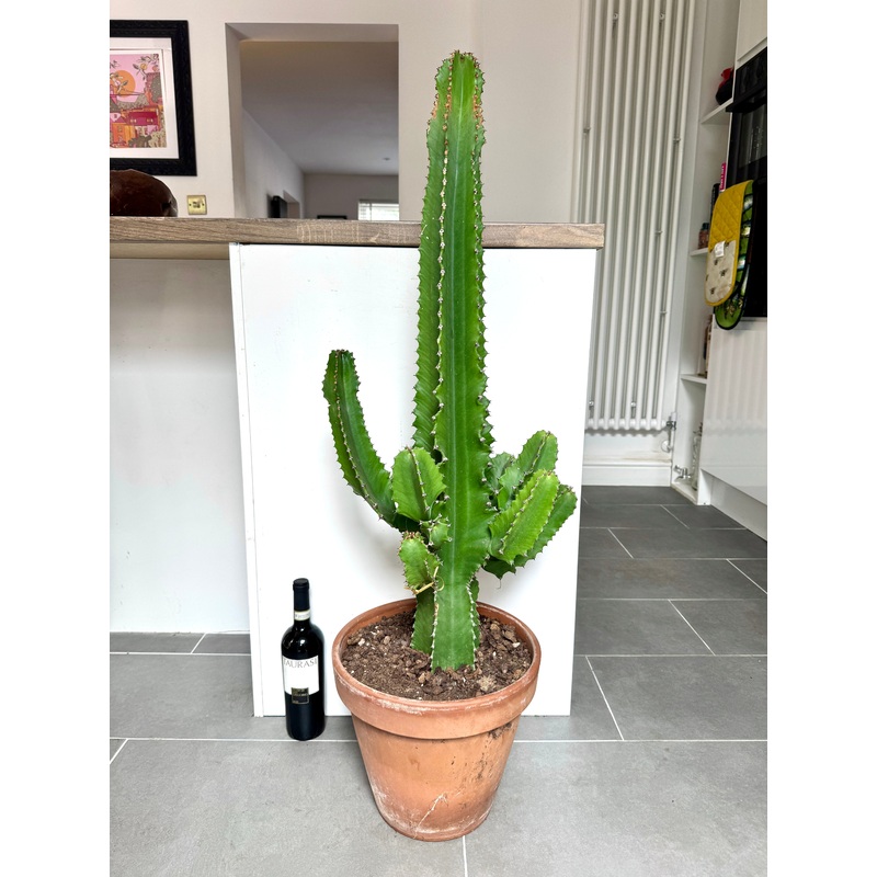 120cm Euphorbia Ingens Cactus in Terracotta Pot