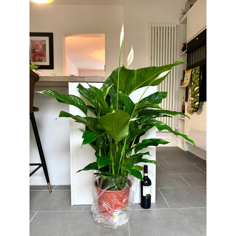 120cm Giant Peace Lily