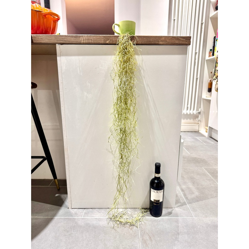 120cm Tillandsia Usneoides (Air Plant – Spanish Moss)