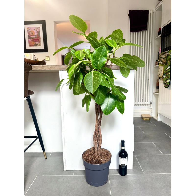 125cm Ficus Altissima Tree