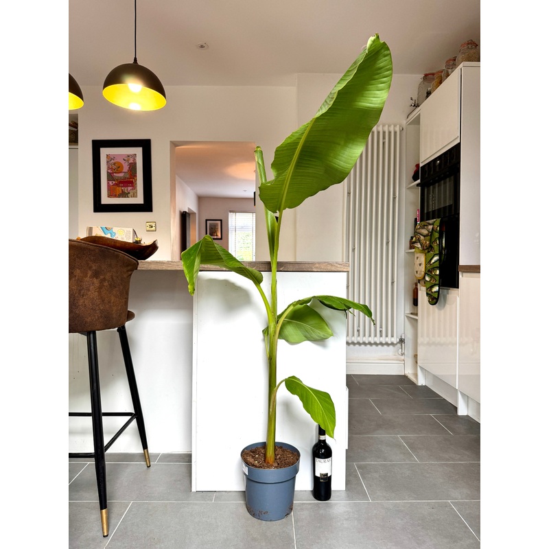 140cm Banana Tree (Musa Dwarf Cavendish)