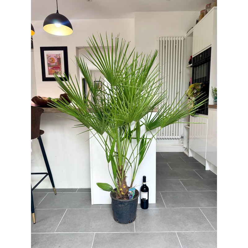 140cm Chamaerops Humilis (Dwarf Fan Palm)