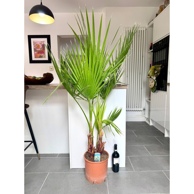 140cm Washingtonia Filifera (California Palm)