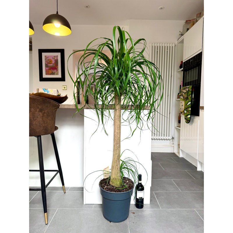 150cm Beaucarnea Recurvata (Ponytail Palm)