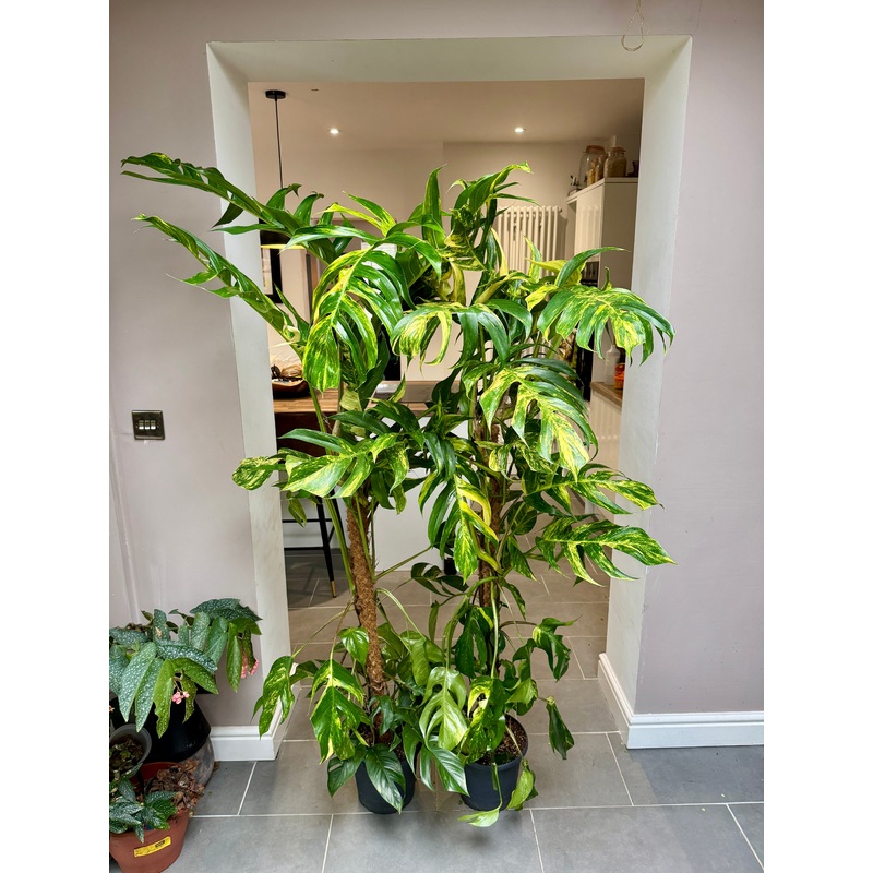 160cm Epipremnum Cintho Goldfinger