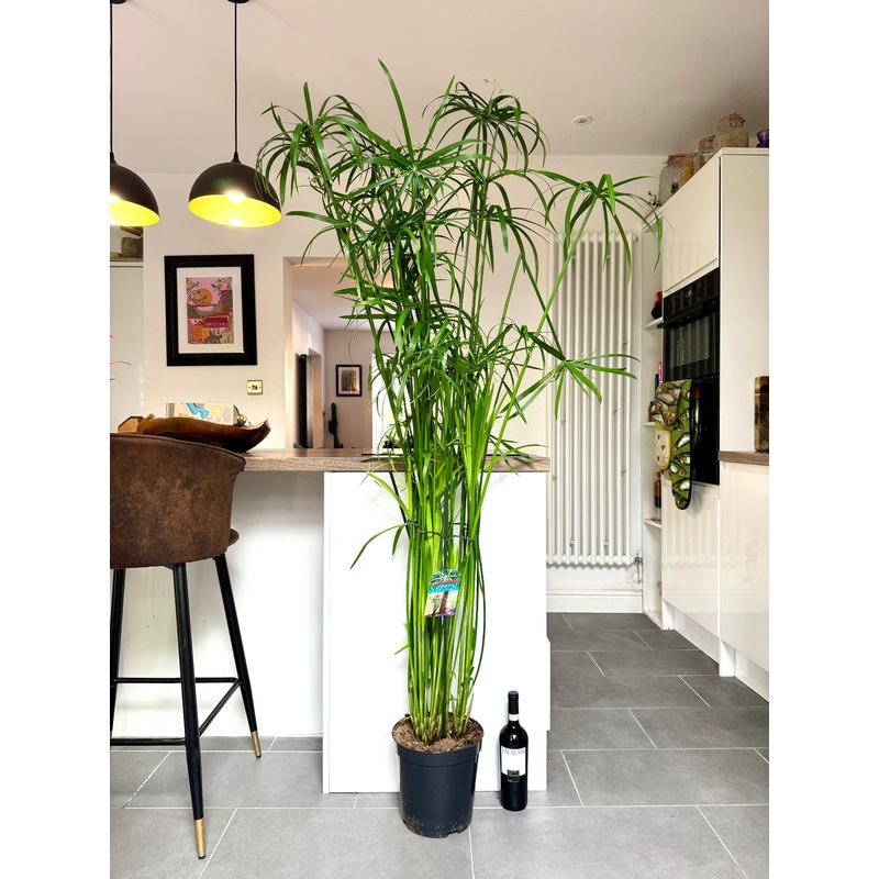 170cm Cyperus Papyrus Reed