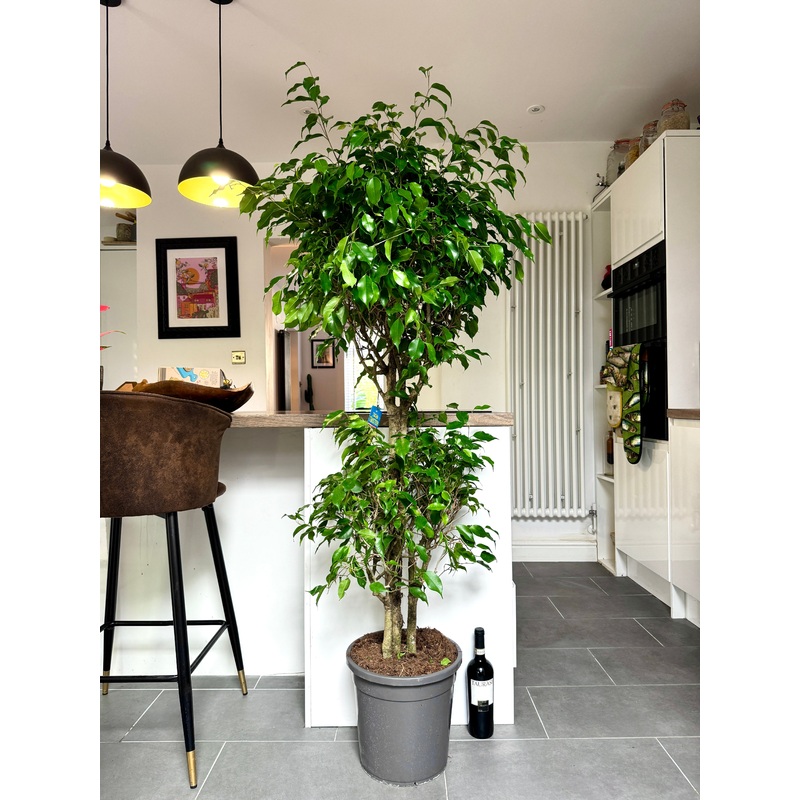 170cm Ficus Exotica Tree