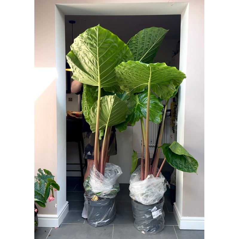 210cm Giant Alocasia Imperial Red