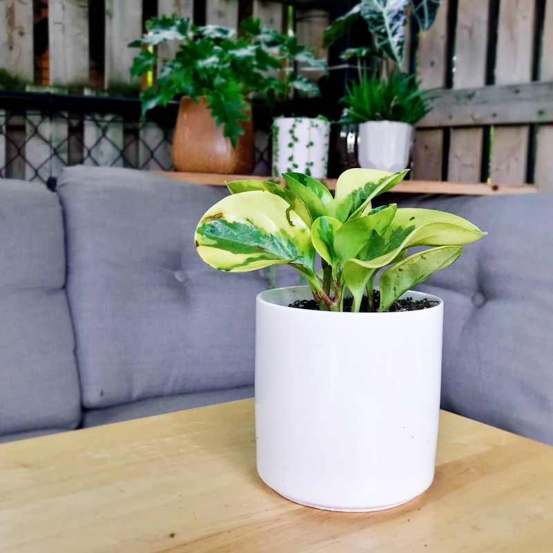 3.5 Ceramic Pot