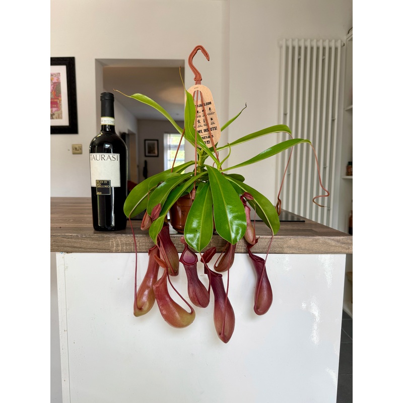 30cm Carnivorous Pitcher Plant / Monkey Jars (Nepenthes Alata)