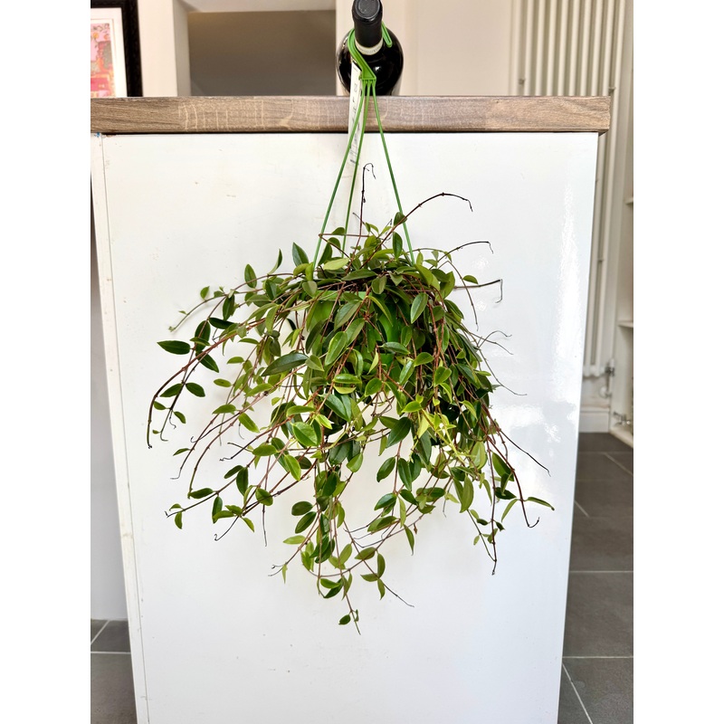 30cm Codonanthe Crassifolia