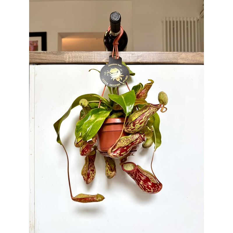 30cm Hanging Nepenthes (Carnivorous Pitcher Plant)