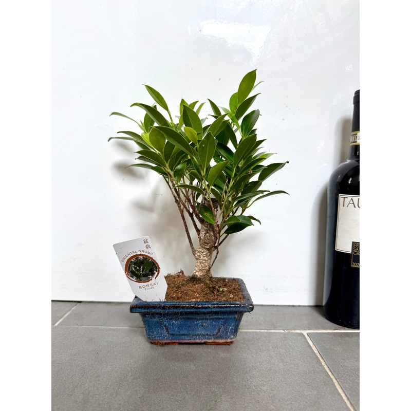 30cm Mixed Bonsai in Ceramic Dish