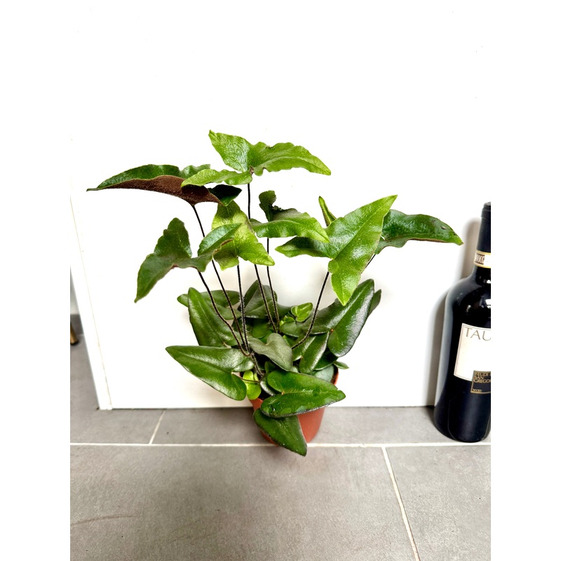 35cm Hemonitis Arifolia (Heart Fern)