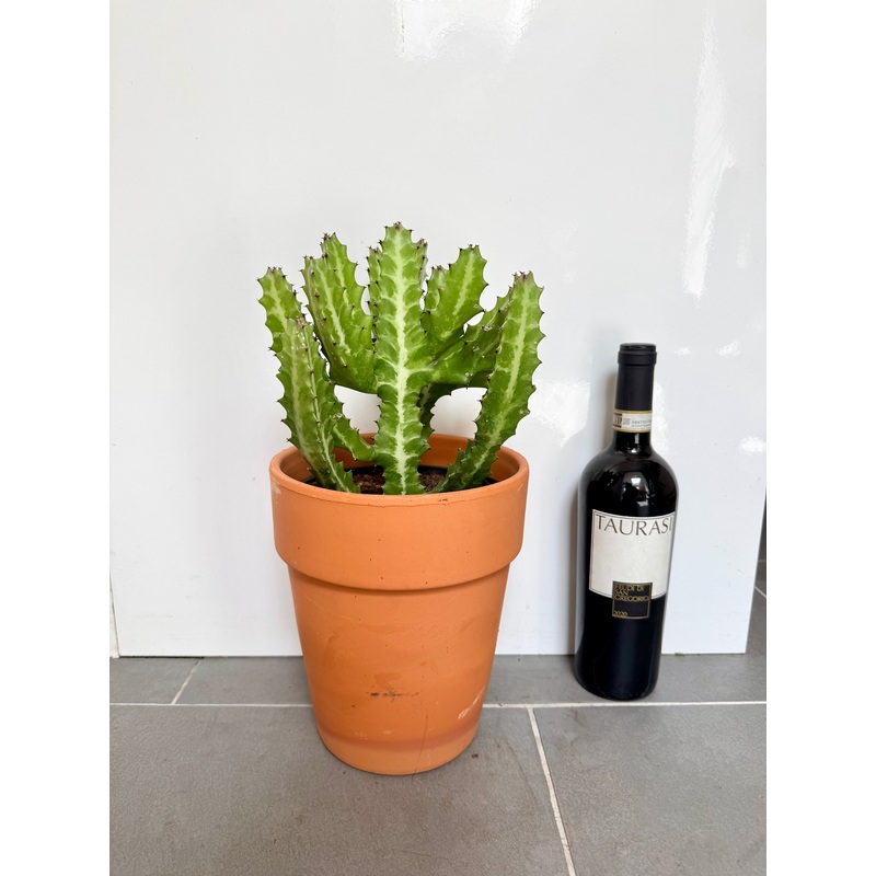 40cm Euphorbia Cactus in Terracotta Pot