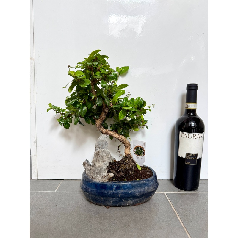 40cm Mixed Bonsai in Ceramic Dish