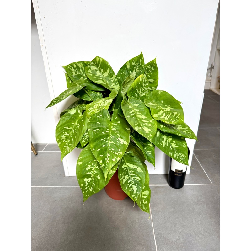50cm Homalomena Wallisii Camouflage