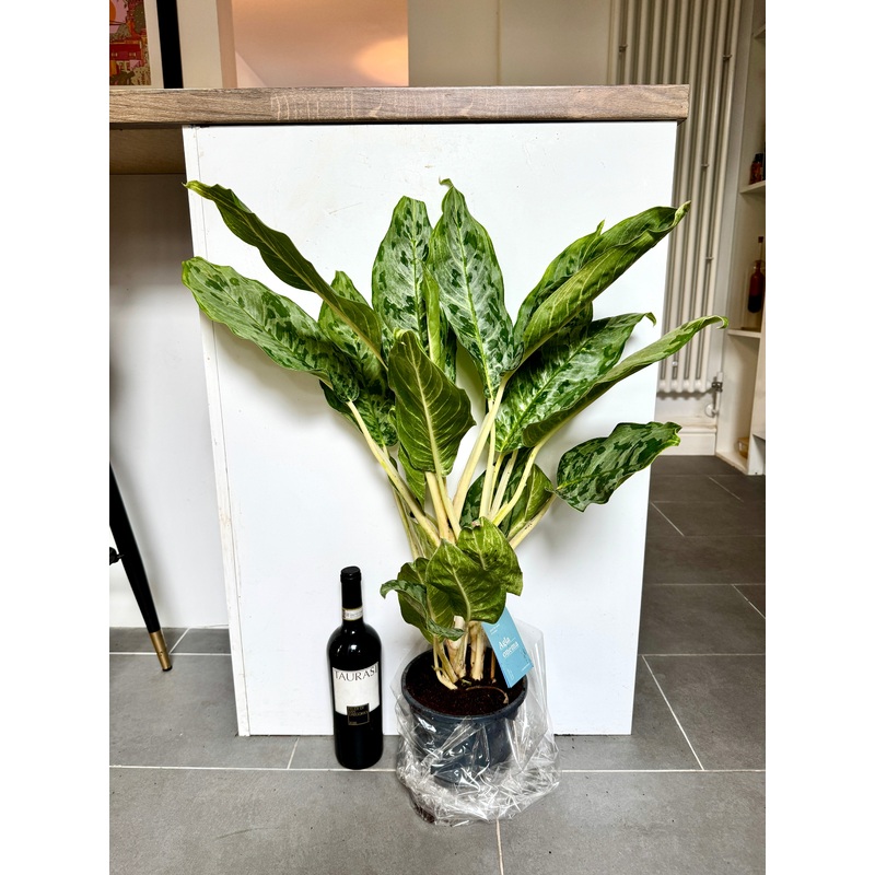 60cm Aglaonema Peacock