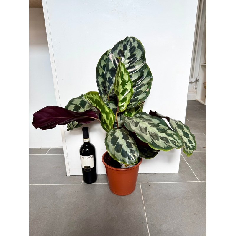 60cm Calathea Helen Kennedy